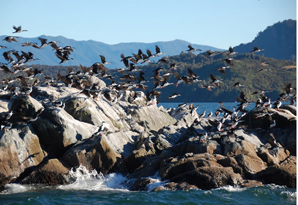 >Chiloe y Pinguineras, Visite la isla de Chiloe, Ancud y las pinguineras de Puñuhil